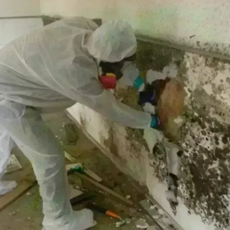 Best Mold Remediation and Removal Service in Chesterfield Court House, VA